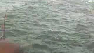 Gulf Coast Redfish Feeding Frenzy