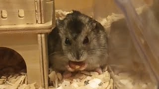 ハムスターが半分のアーモンドをゆっくり完食（ワンテイク ノーカット 8分32秒）Hamster slowly eats half an almond