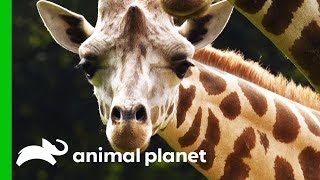 Male Giraffe Gets Ready To Move To The Bronx Zoo For Breeding Program | The Zoo