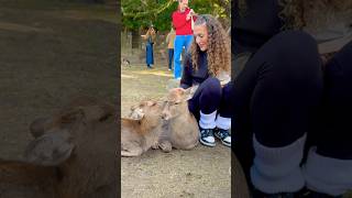 鹿に愛情たっぷりの外国人観光客🫎奈良公園 Nara Park deer 🦌 japan