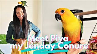 Meet Piya My Jenday Conure