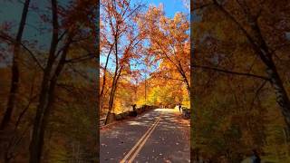 Rock Creek Park is showing off with an unbeLEAFable autumn glow! 🍁 🎥: juliegale418/TikTok #Only1DC