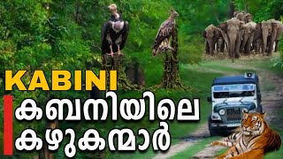 Kabini Safari | Vultures, Elephants Exclusive wildlife shots.