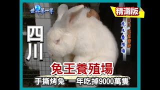 【四川】兔王養殖場 道地小吃手撕烤兔年銷9000萬隻｜《世界第一等》93集精華版