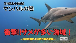 【沖縄水中映像】ヤンバルの磯！サメが多い海域で釣りしてみると…【沖縄釣り】