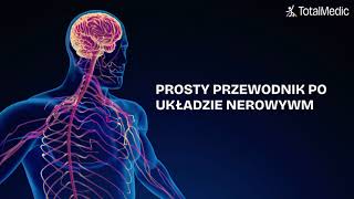 Prosty przewodnik po układzie nerwowym