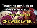 How To Make Sauerkraut - ONE WEEK Later Follow-Up!