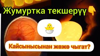 #тоок #короз #жумуртка Тоок астындагы жумуртканы текшеребиз!