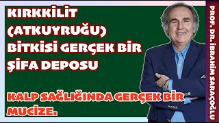 İNANILMAZ KIRKİLİTOTU ATKUYRUĞU BİTKİSİ ŞİFA KAYNAĞI #kırkkilit #atkuyruğu #aritmi #aritmi #diyabet