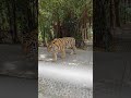 Tigers 🐅 Tiger Park 🐅 Pattaya 🇹🇭 Thailand #tigerparkpattaya #tiger #thailand #youtubeshorts #viral