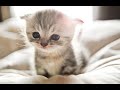 Adorable Kittens That Will Make You Fall In Love