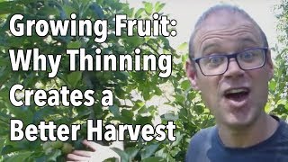 Growing Fruit - Why Thinning Creates a Better Harvest