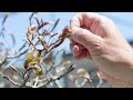 【４月の作業】ブナの芽摘み