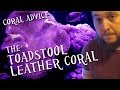 Coral Advice - The Toadstool Leather Coral