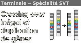 Crossing over inégal et duplication de gène - SVT - Terminale