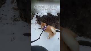 この冬初めての雪 #shorts #柴犬 #かわいい