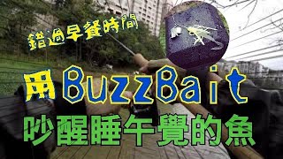 用 BuzzBait 吵醒睡午覺的魚