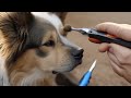 Holistic Methods for Removing Dog Warts: Tips and Remedies for Safely Treating Canine Warts