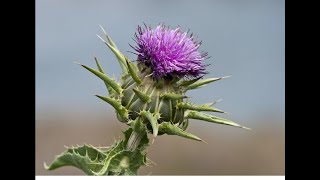 Πώς Να φάτε Γαϊδουράγκαθα. How to eat Thistle clean tomatoes plants and strawberries