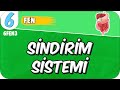 Sindirim Sistemi 📗 6FEN3 #2025