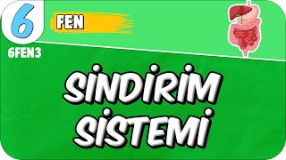 Sindirim Sistemi 📗 6FEN3 #2025