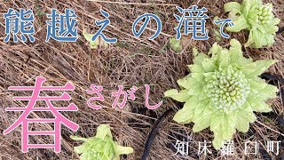 熊越えの滝で春さがし 知床羅臼町 Looking for spring at Kumagoe water fall in Rausu Shiretoko