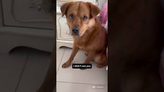 a dog that is blamed for everything 😂😂 and still he is funny watch this. funnydog doglover gooddog