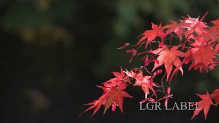 1980×1080px HD映像素材集　紅葉