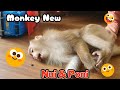 Baby monkey Nui lost his teeth when he got home