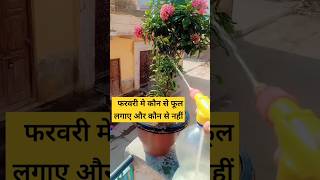 फरवरी में कौन से फूल लगाएँ और कौन से नहीं/Flower Plant in February#plants #february#shorts#gardening