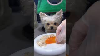 TODAY'S MEAL🐔🥕🥬 : CHICKEN BREAST, CARROT AND CABBAGE #asmrfood #pets #doglovers #mukbang