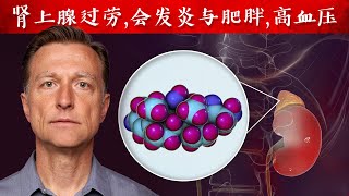 肾上腺过劳,会发炎与肥胖,高血压 自然疗法,柏格医生dr berg