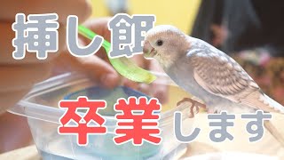 セキセイインコ雛の挿し餌卒業！最後のわんこおそば祭り