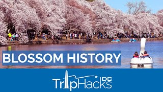 The Story of the Washington DC Cherry Blossoms