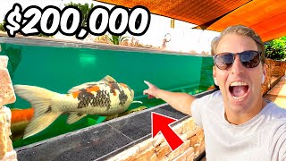 $200,000 Koi Pond in the Desert of Dubai **Jumbo Koi Collection**