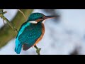 Common kingfisher 1h Bird sound.