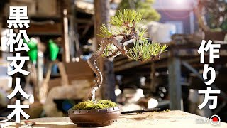 How to make black pine Bunjingi. [Bonsai Q]