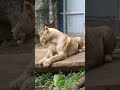 White Lioness, Nanning Zoo, Guangxi China.