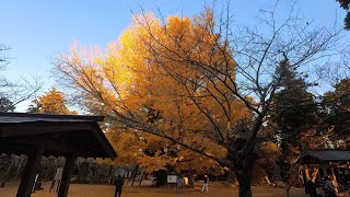 西蓮寺の大イチョウ（茨城県行方市）見てきた！