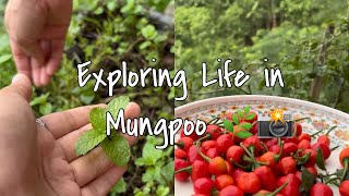 Capturing the Everyday Beauty 💕of —Life in Mungpoo✨ 🌄🪷part-1