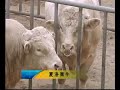 最新肉牛养殖技术视频 在线收看