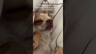 That's me every morning 😴 #chihuahua #funnyshorts #funnyanimals #meme