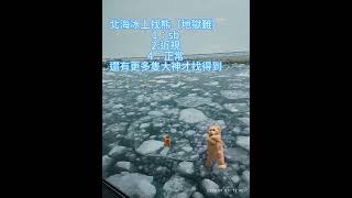 【找熊】北海道紋別，鄂霍次克海面上，破冰船之旅。