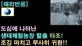 [해외반응] 한국 도심에 나타난 타조 화제!!