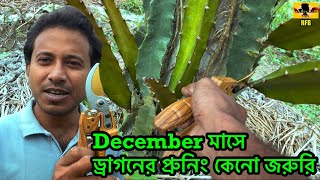 ডিসেম্বরে ড্রাগন গাছের প্রুনিং কেনো জরুরি | Why is it important to prune dragon trees in December