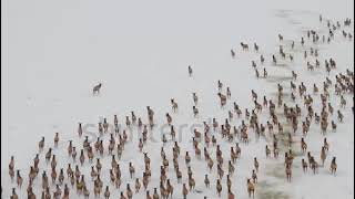 #stock footage amazing aerial view of elk herd stampede#youtube/2021#