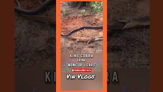 🐍King Cobra Eating Monitor Lizard 🦎 | 😱😱 | #youtube #shortvideos #vinvlogsbyvineshvarkala