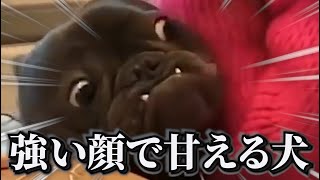 【神回】犬猫の面白動画にツッコミどころ満載なアフレコしてみたｗｗｗ【動物】【ダチョウ】【ハプニング映像】#7