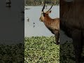 wildlife animals 4k videos relaxation music resolution