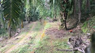 Ayam Hutan pikat ￼Rimba ￼